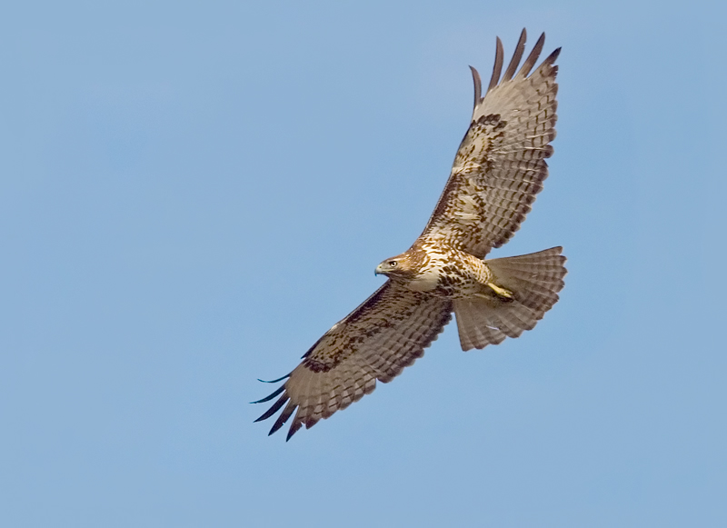 Red-tailed hawk flying over the last of Costa Mesa's open space.